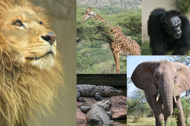 リノベーションして飼うなら、キリン、ライオン、ゴリラ、ゾウ、ワニ